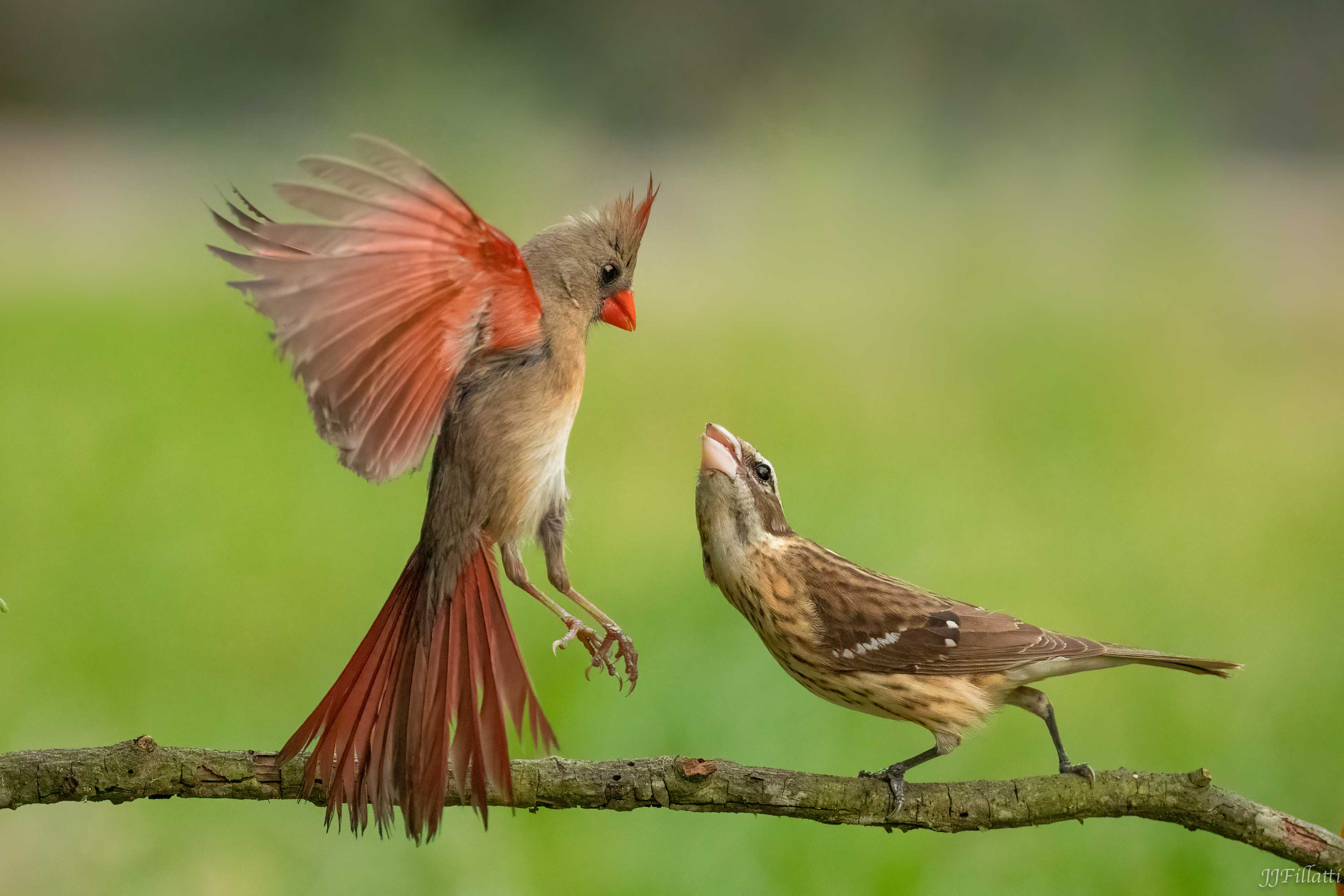 bird of Galveston Island image 15